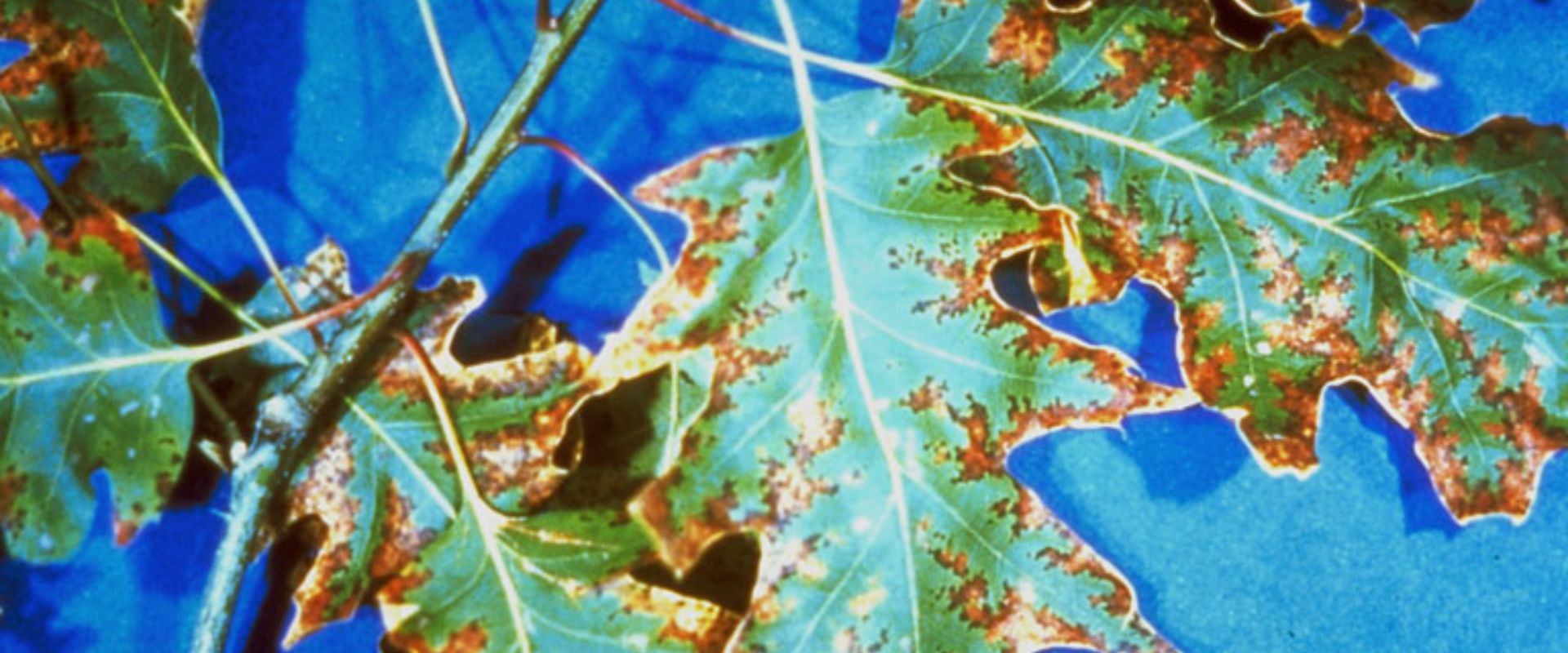 Leaf Scorch on New Jersey Trees: Causes, Diagnosis, Prevention ...