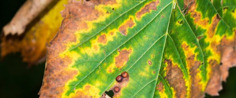 Leaf Scorch on New Jersey Trees: Causes, Diagnosis, Prevention ...