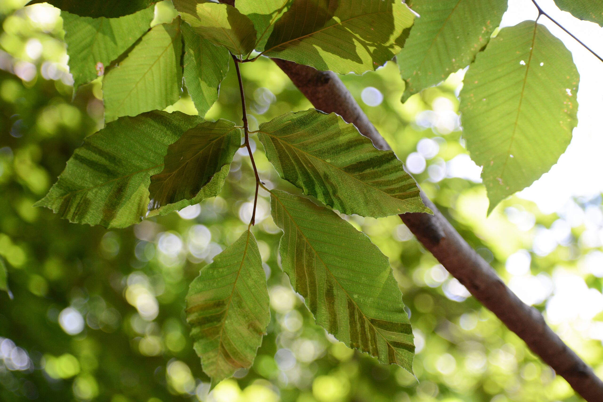 Beech,Leaf,Disease,,Linked,To,Nematode,Worm,Litylenchus,Crenatae,,Is