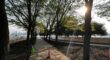 Trees in an urban environment in Clifton, NJ, that are more prone to stress in the summer.