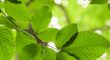 A close-up look on healthy beech leaves growing during spring